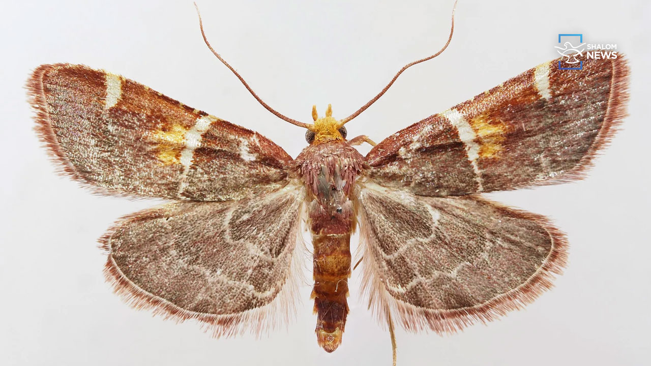 newly discovered moth named after Pope Leo XIV
