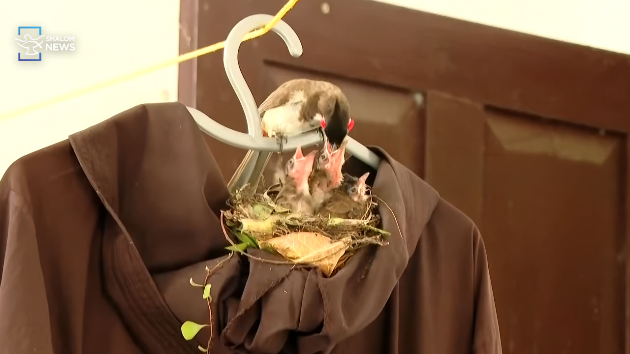 Bulbul bird nests in Capuchin priest's habit